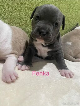 Americký stafordšírsky teriér - 5