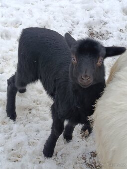 Kamerunské jehňátka a ovečky - 5