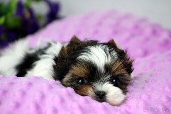 biewer yorkshire terrier s PP - Geronimo - 5