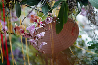 Asahi Takumar 135mm f/3.5 – starší verze s 8 lamelami, top - 5