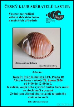 Epitonium scalare - 5