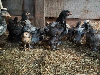 Brahmanka velká - 5