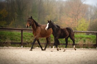 Roční American Quarter Horse black klisna, vnučka Gunnera - 5