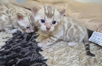 Bengalské koťata - 5