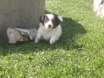 Fenka phalene s PP (papillon s ušima dolů) - 5