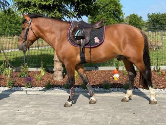 4letý kompaktní Valášek 145cm - 5