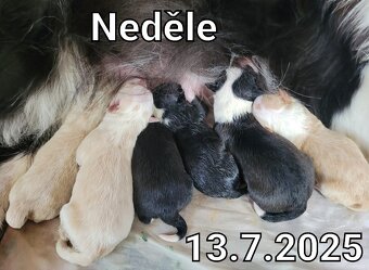 Border kolie štěňátka ee-red a čb - 5