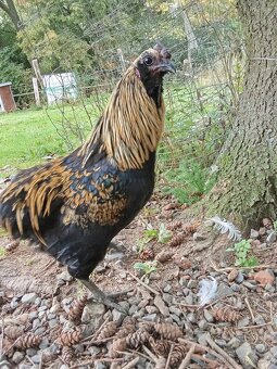 Kohouti kříženci - 5