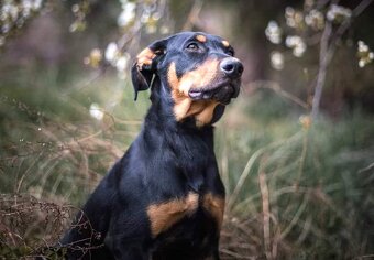 Úžasňák Lolek hledá domov - 5