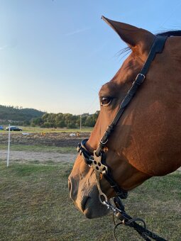 Hackamore - 5