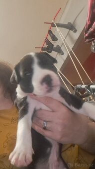 Štěňátka Amstaff - 5
