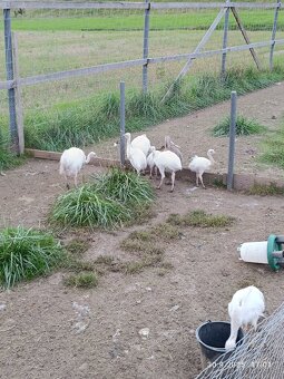 Nandu pampový kuřata - 5