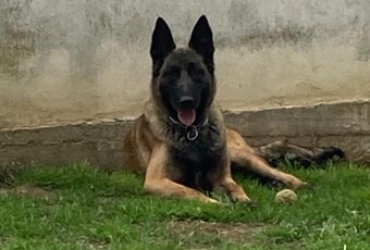 Belgický ovčák Malinois - 5