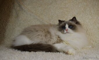 Dospěla kočička Ragdoll s Pp - 5