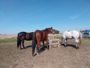 Trekové pastevní ustájení exit34 D1 - 5