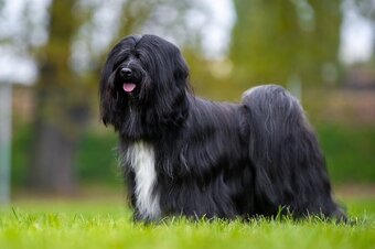 Tibetský teriér s PP - štěňata - 5