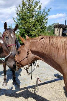 Prodám valacha Quatre Horse - 5