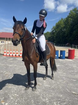 dvouleta klisna - 5