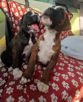 Štěňátka Německých Boxerů žíhaná - 5