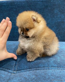 Pomeranian mini - 5
