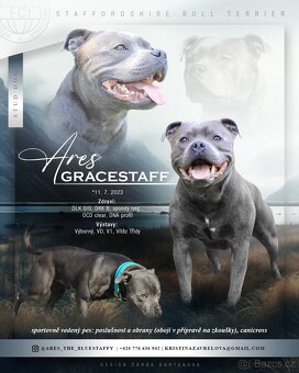 Stafordšírský bulteriér s PP - krytí chovným psem - 5