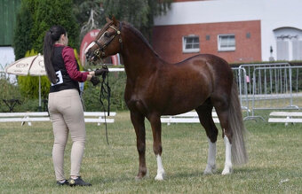 Licentovaný hřebec Welsh pony sekce B ,zařazen do HPK-AP - 5
