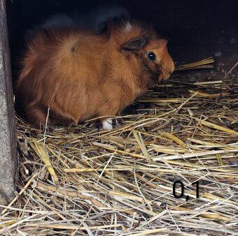 Morčata angorská a krátkosrstá - 5