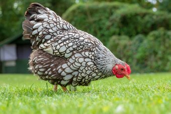 Slepičky Wyandotky zdrobnělé na vajíčka i na okrasu - 5