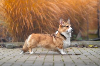 Welsh corgi Pembroke krytí - 5
