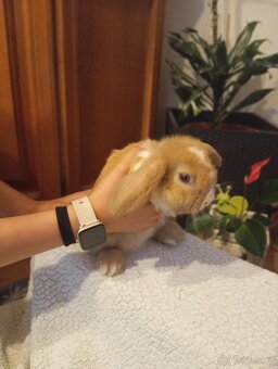 Zakrslý králíček beránek - 5