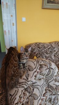 Bengalská kočka-koťátka s PP - 5