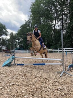 Kříženec fjorda - valach - 5