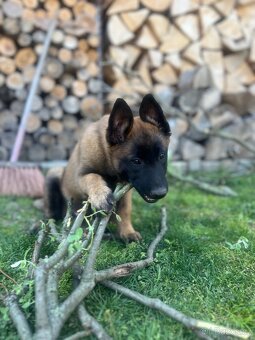 Belgický ovčák malinois - 5