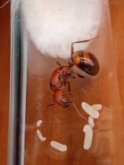 Mravenec nikobarský (Camponotus nicobarensis) - 5