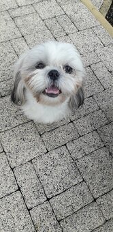 Shih-tzu krásná štěňátka, - 5