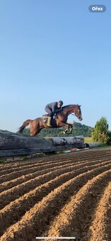 3 - letá klisna A1/1, vhodná na skoky a všestrannost - 5