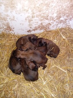 Prodám štěněta BO Malinois s PP - 5