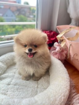 Pomeranian mini - 5