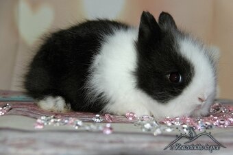 Zakrslí králíčci Teddy s VP -> doprava po ČR zajištěna - 5