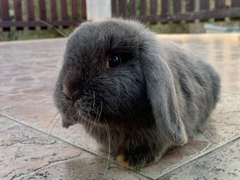 Samička Zakrslý Beránek MiniLop ❤️❤️🍑 - 5