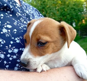 Jack russell terier  štěňátko k odběru ihned - 5