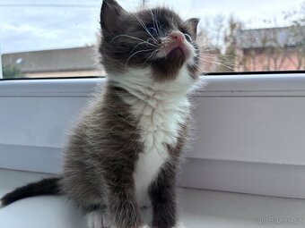 Britská koťátka - 5