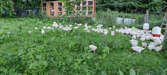 Kuřata kuřecí maso brojler - 5