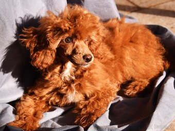 Pudl trpasličí vícebarevný (toy) s PP fenka - 5