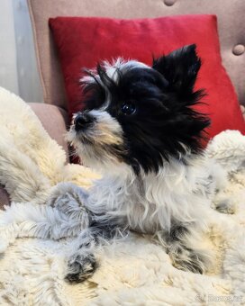 Mini biewer jorkšírský teriér - 5