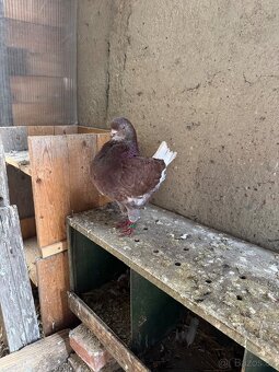 Prodam holuby king - 5