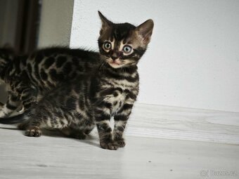 Bengal,Bengálska kočka,kocour - 5