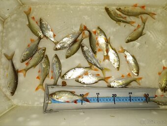 Nástrážní rybičky plotice, perlín 12-15 cm - 5