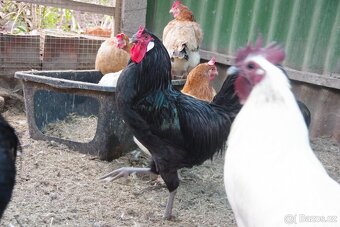 prodám kohouty Laflešky - 5