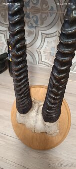 Trofej antilopa Oryx - 5